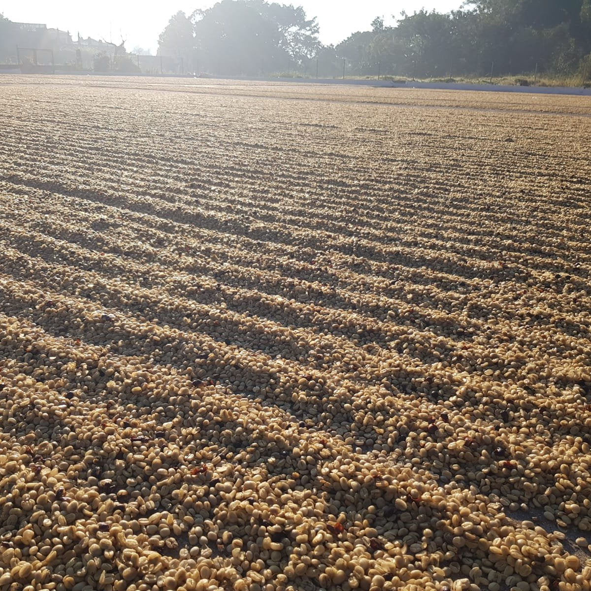 Plowed field with rows of coffee fruits under a clear sky