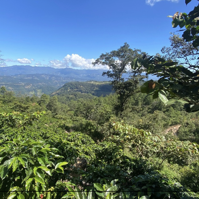 Scenic view of a coffee plantation with mountains in the distance under a clear blue sky.