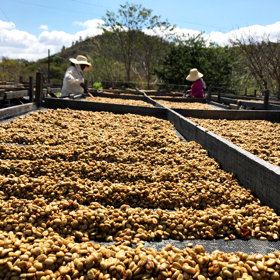 Coffee beans drying on trays under a blue sky with people in hats.