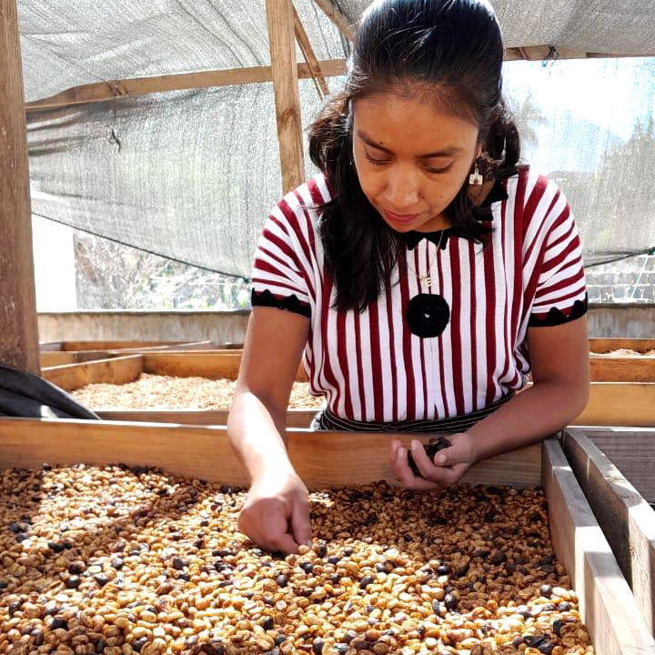 Woman sorting coffee beans in a shaded area