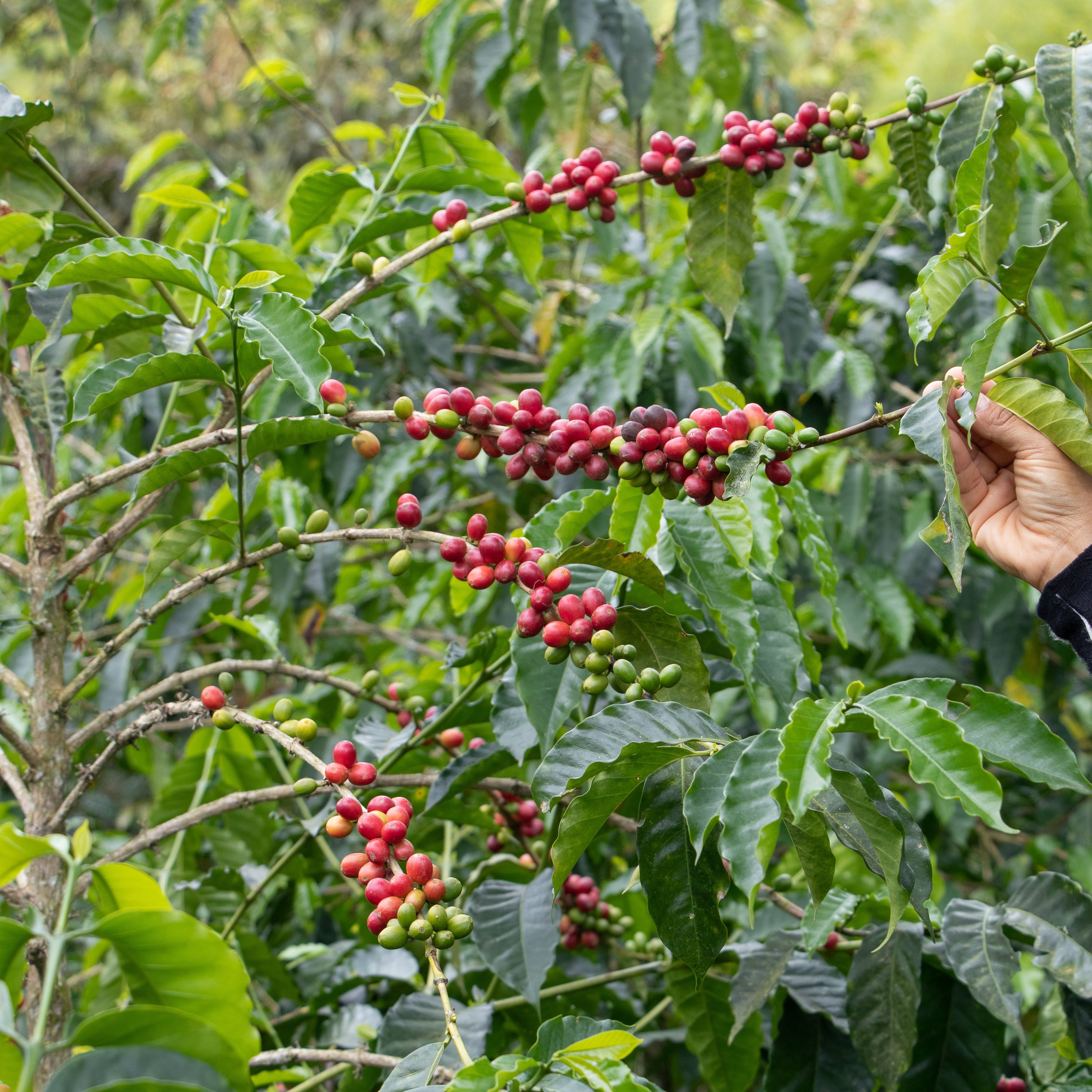 Last Month’s Origin Roast